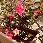 Apartament Casa Tholos Charme And Relax *